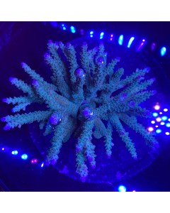 WYSIWYG Finest Coral SPS Colony Large F08 - Finest Aquatics