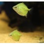 2 x Neon Green Silver Dollar (Myloplus Ternetzi) - Finest Aquatics