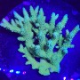 WYSIWYG Finest Coral SPS Colony XL F02 - Finest Aquatics
